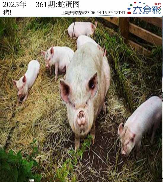 361期正版蛇蛋图[图]